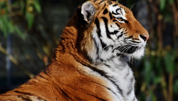 Un buitre se hace pasar por muerto para evitar que  sea comido por un hambriento tigre. (Foto: Pixabay / referencial)