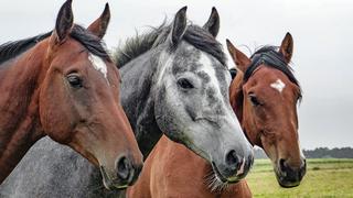 COVID-19 | Argentina inicia pruebas de suero equino para tratar pacientes con coronavirus