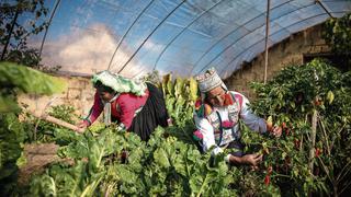 El desperdicio de alimentos en el Perú empieza desde la cosecha