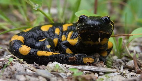 La salamandras tiene la capacidad de regenerar partes de su cuerpo. (Foto: Pixabay)