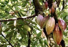 Macambo, el fruto que casi ningún peruano conoce que elevó las exportaciones de Loreto en 122% 