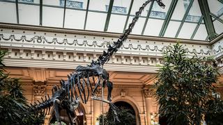 El fósil de dinosaurio de 150 millones de años que será subastado por 2 millones de dólares | FOTOS