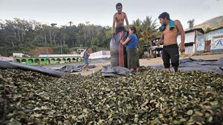 Vraem: el precio de la hoja de coca disminuyó drásticamente