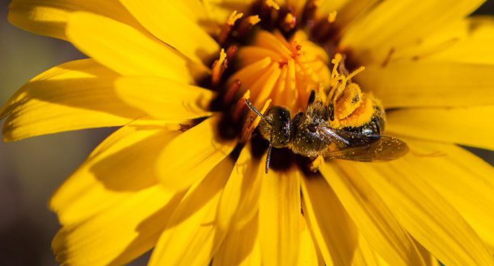 Existen muchas personas alérgicas al polen. (Foto: ThinkStock)