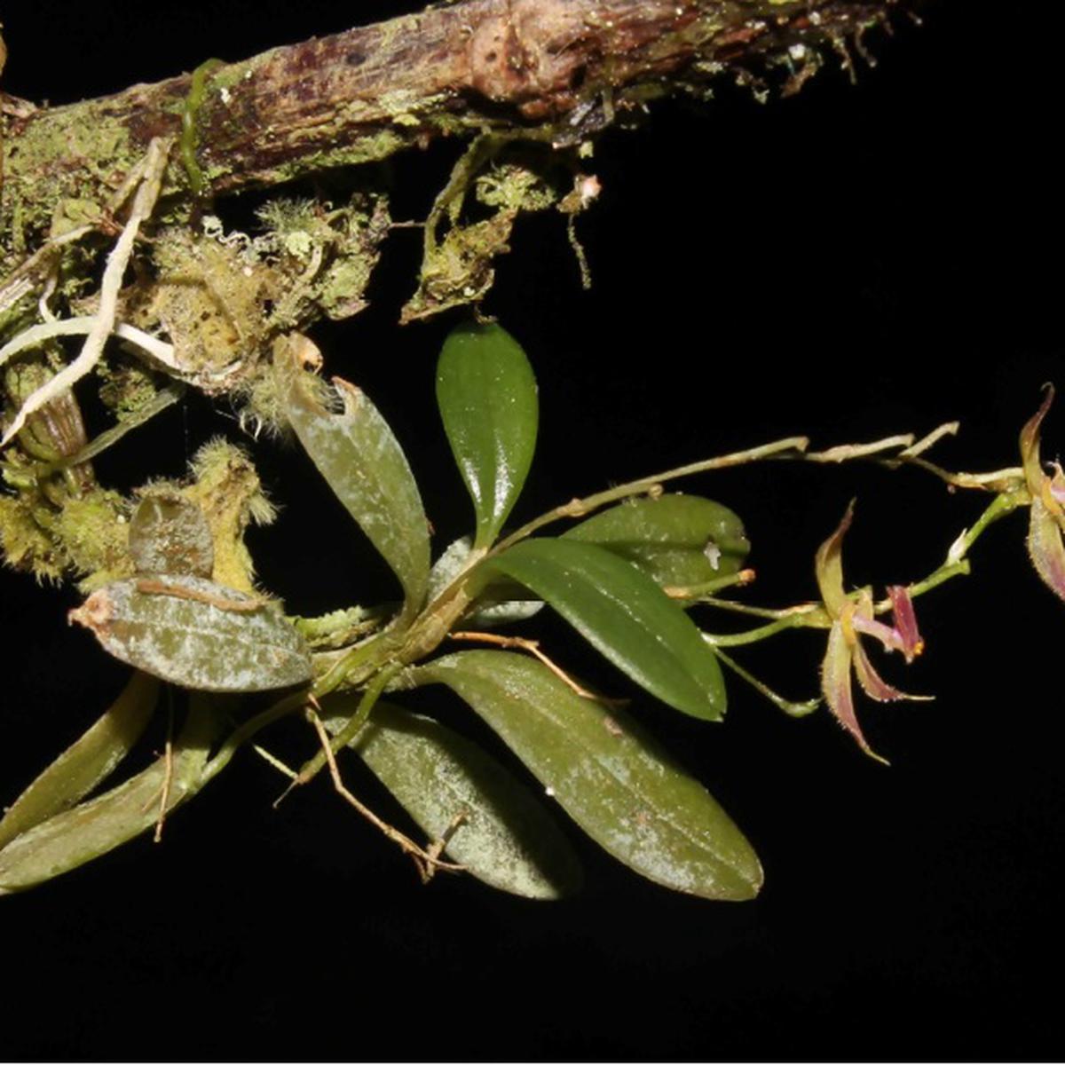 Esta es la nueva especie de orquídea descubierta en la selva de Huánuco |  FOTOS | PERU | EL COMERCIO PERÚ