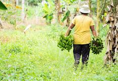 Minagri implementa por primera vez el Seguro Agrícola Catastrófico que atenderá a 950.000 pequeños productores