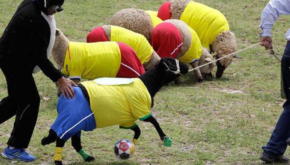 Increíble: colombianos organizaron Mundial de fútbol con ovejas