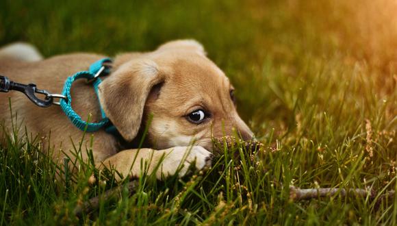 En los perros las fobias más comunes están asociadas a ruidos fuertes.