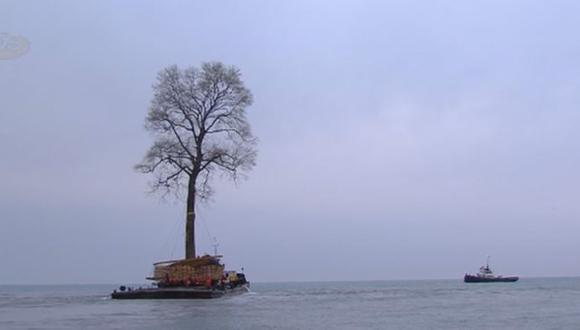 El enorme "árbol que nada" en el Mar Negro que se volvió viral