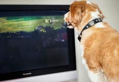 ¿Sabes qué ve tu perro cuando está al frente de la televisión?