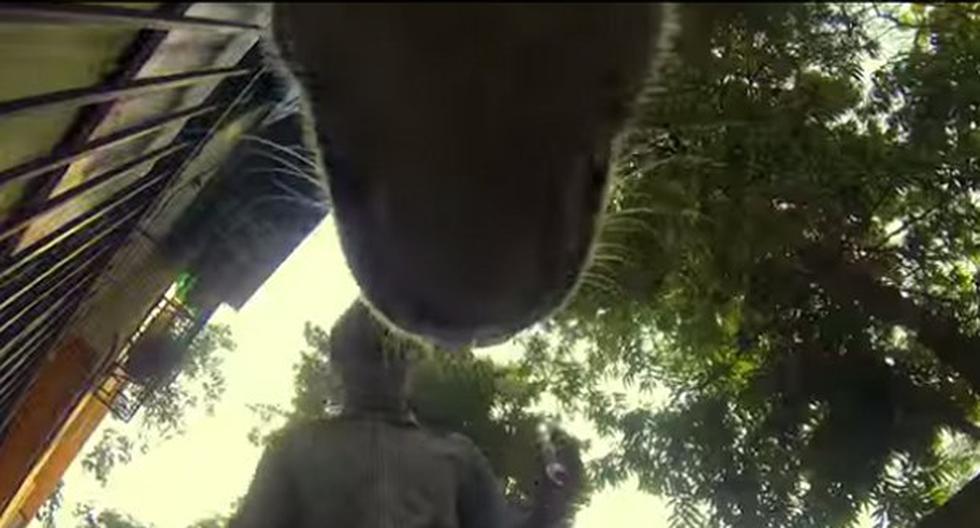 Perro callejero registra cómo es su vida. (Foto: Captura YouTube)