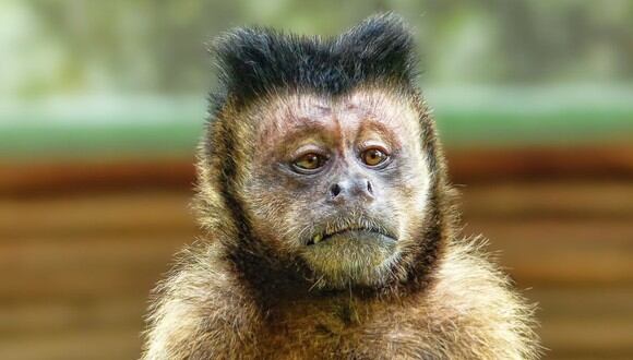 El macaco aprendió una dolorosa lección después de meterse con el enorme primate sin medir las consecuencias. (Foto: Pixabay/Referencial)