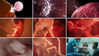 Facebook viral: ¿Cómo se desarrolla un bebé dentro del vientre de su madre? | VIDEO y FOTOS