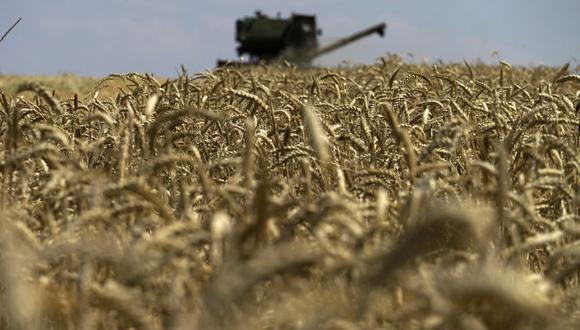Esta fotografía tomada el 31 de julio de 2022 muestra una cosechadora de granos recolectando trigo cerca de Novoazovsk en las afueras de Mariupol, en medio de la acción militar rusa en curso en Ucrania. (Foto por AFP)