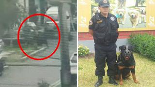 Surco: perro de la Brigada Canina frustró asalto [VIDEO]