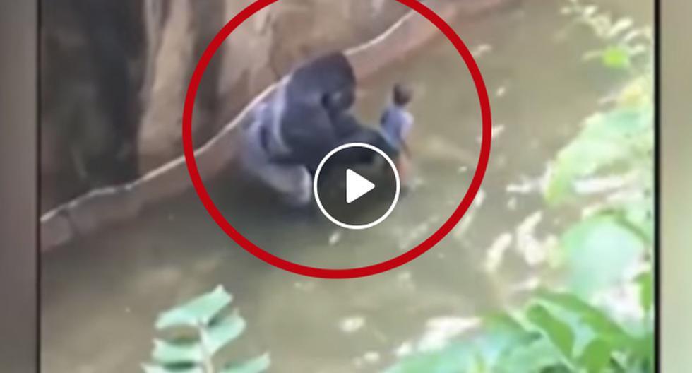YouTube nos trae un video que ha indignado a todo el mundo y es que un gorila fue asesinado para poder salvar a un niño de tres años. (Foto: captura)