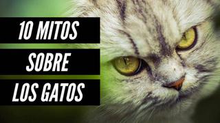 10 mitos de los gatos que ya no deberías creer
