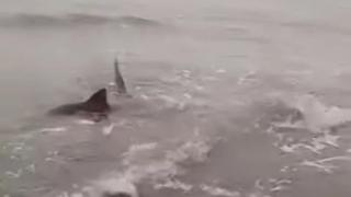 Tiburones en costa de Buenos Aires causan sorpresa y temor en turistas | VIDEO