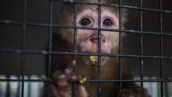 La captura y tráfico de especies amenazadas y la destrucción de ecosistemas facilita los "derrames" o "desbordamientos": el pasaje de virus de animales a humanos. (Foto: Getty)