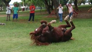 YouTube: imperdible la reacción de caballo que fue liberado