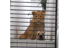 México: permanencia de león y perro en una casa abandonada preocupa a los vecinos de Atizapán