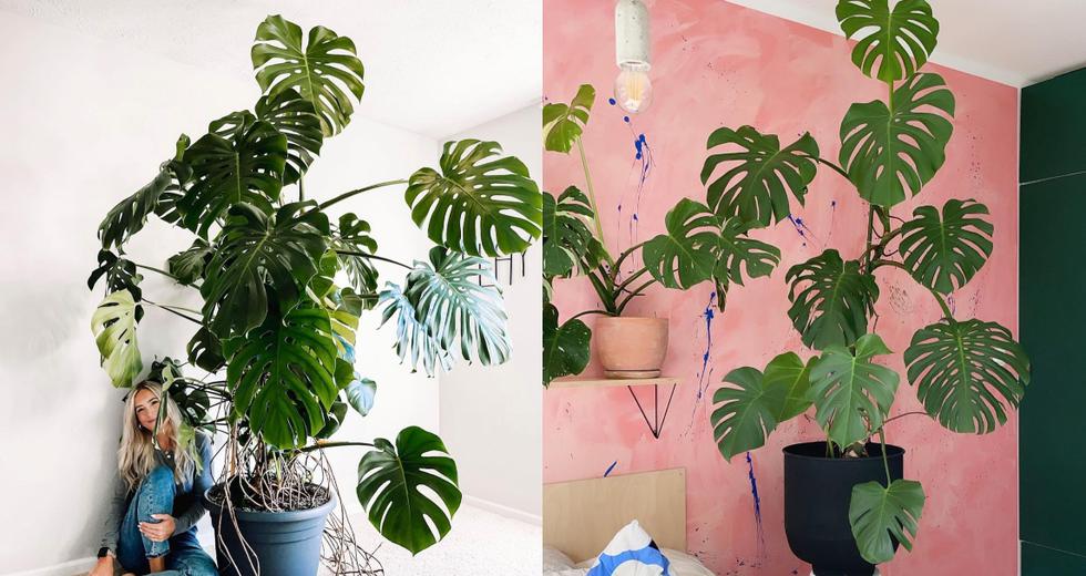 Plantas | 5 plantas ideales para decorar los espacios de tu casa |  Decoración | Decoración de interiores | Hogar | Casa | VIU | EL COMERCIO  PERÚ