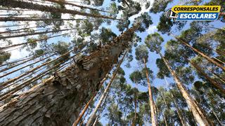 En Ucayali se promueve la reforestación para salvar los bosques