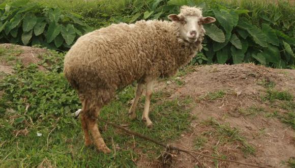 Confirman la presencia de ántrax en una oveja