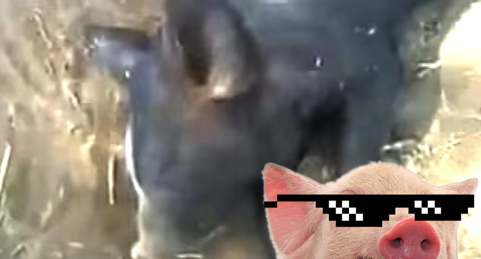 Cerdito se hace el muerto y asusta a su dueño. (Foto: Captura de YouTube)