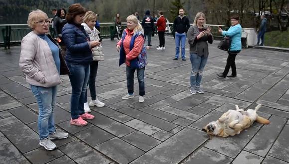 Un perro opacó con su ternura al atractivo de un sitio turístico en Georgia. (Foto: ViralHog en YouTube)