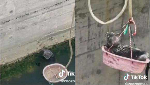 Conmovedor rescate de gatito atrapado en río se roba los corazones en TikTok | VIDEO (Foto: TikTok/@zoozoomoo).