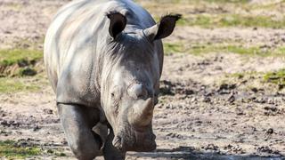 Matan a rinoceronte en un zoológico para quitarle un cuerno