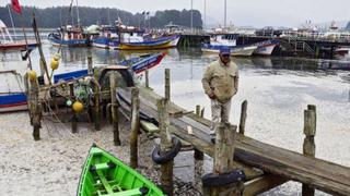 El misterio del montón de sardinas muertas aparecidas en Chile