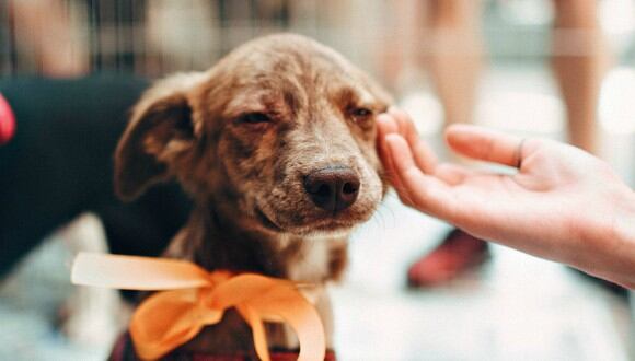 La paciencia y el cariño serán claves en el proceso de adaptación de un perro adoptado. (Foto: Helena Lopes-Pexels)