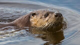 Buscan a las personas que quemaron viva a una indefensa nutria