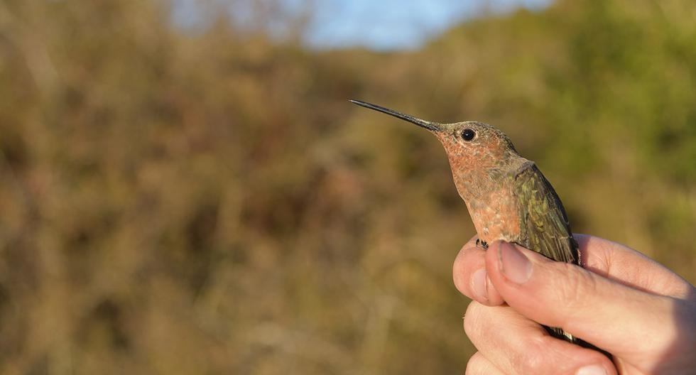 Kleine rugzak helpt bij de ontdekking van nieuwe soorten: gigantische kolibrie gevonden in de Peruaanse Andes