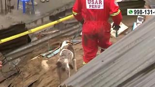 Derrumbe en Comas: perro guía ayudó a localizar cuerpo de niño sepultado tras caída de muro 