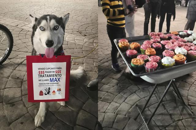 Muere Max, el perrito que vendía cupcakes para pagar su tratamiento contra el cáncer. (Facebook | Yoselin Macias)