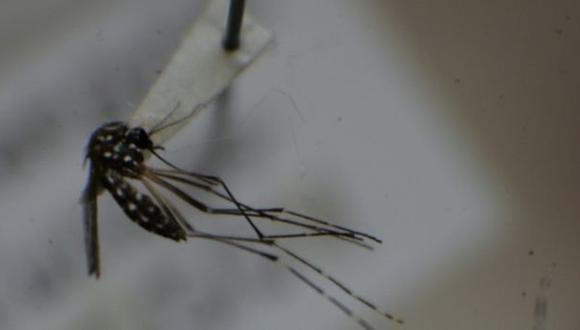 Estudiarán el nexo entre el virus del zika y la microcefalia