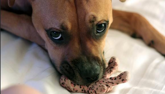 Más vale darle algo con qué entretenerse a un cachorro si quieres alejarlo de tu closet y tu sala.