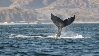Piura y Tumbes: la mejor temporada para el avistamiento de ballenas jorobadas