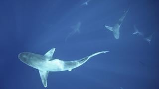 ¿Nadarías con tiburones? Atrévete a hacerlo en Hawái