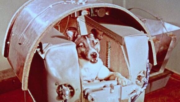 La perra Laika, antes del lanzamiento en el Sputnik 2. (Foto: NASA)