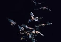 Hallan nueva especie de murciélago en el Jardín Botánico de Bogotá