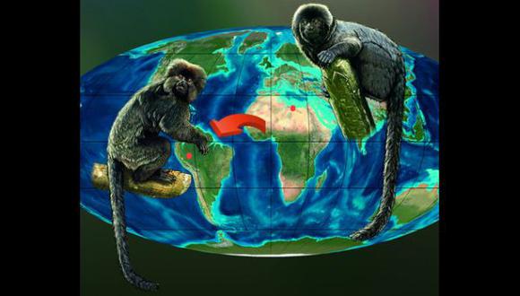 Hallan en Perú el fósil del primate más antiguo del continente