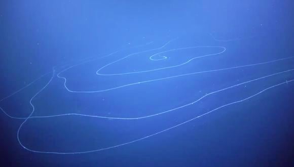 Imagen del sifonóforo de 50 metros. (Schmidt Ocean Institute)