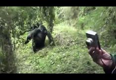 YouTube: se metieron al bosque y fueron atacados violentamente por gorilas