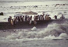 Reserva marina en la Antártida, clave para la humanidad