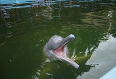 Trasladarán a delfín rosado Huayrurín a la laguna de Quistococha