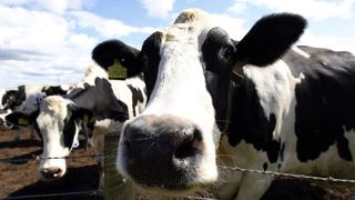 Nuevo alimento para vacas ayuda a combatir el cambio climático